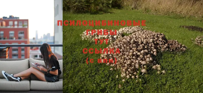 даркнет сайт  Верхоянск  Псилоцибиновые грибы Psilocybe 